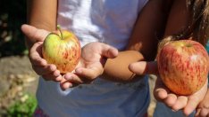 ЕС отпуска 250 млн. евро по схемите за училищни плодове и мляко