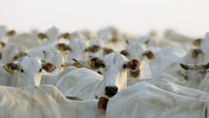 Близо 300 фермери ще вземат субсидии за намаляване на производството на мляко