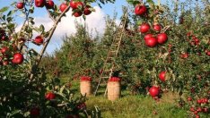 Има ли начин биопродуктите да влязат в &bdquo;Кошница с грижа&ldquo;