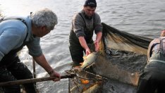 WWF: Изчерпването на рибните запаси застрашава прехраната на милиони