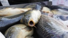 Без промени в закона за рибарството, свързани с финансови корекции по проекти