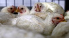 Производителят на птиче месо „Градус“ излиза на борсата