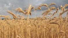В ЕС са прибрани с 15 млн. т по-малко пшеница от миналата година