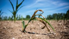 Земеделието и енергетиката – жертвите на сушата в Европа