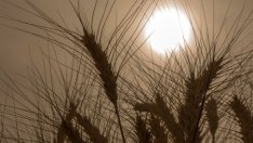 Интересът към руската пшеница се завръща заради ниската цена