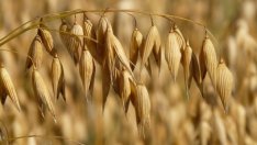 Фермерите ще ползват по нови правила намалената акцизна ставка на газьола