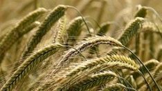 Как изглежда търговската война през очите на американските фермери?