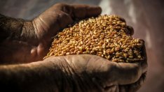 Гладът заради COVID-19 може да убие повече хора от самия вирус през 2020 г.