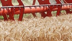 Зърното от нова реколта се търгува на необичайно висока цена