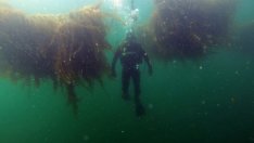 Морските водорасли може да се окажат в основата на промишленост за милиарди