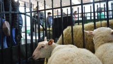 Нови сортове и здравословни храни търсят път към потребителите