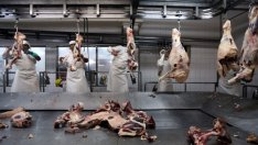 Guardian: Много от заводите за месо в САЩ страдат от тежки хигиенни пропуски