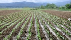 МЗХГ планира да е готово със Стратегическия план по ОСП до края на годината