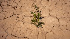 Банките все още твърдят, че участват в борбата с климатичното изменение. Така ли е наистина?