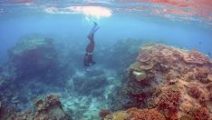 Големият бариерен риф е оценен на 42 млрд. долара 