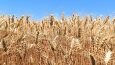 Порожанов: Дебатът за сближаване на директните плащания остава на дневен ред