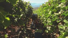 Очертава се добра реколта от грозде