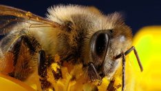 Добивът на пчелен мед у нас ще падне под 10 хил. тона