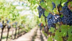 Земеделското министерство обсъжда начини за подкрепа на лозаро-винарския сектор