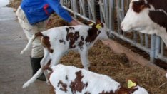 Гаранционният фонд в агроземеделието ще заработи от лятото на годината 