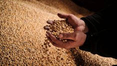 Европейските съседи на Украйна може да удължат забраната за внос на зърно