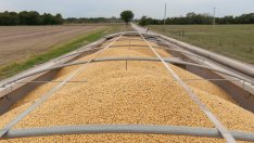 Китай ще отложи правилата за редкоземните елементи и ще възобнови покупките на соя от САЩ