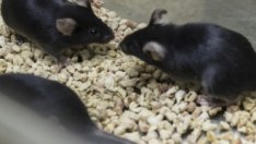 Швейцария гласува да стане първата страна със забрана за тестове върху животни