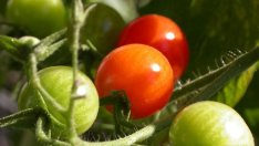 Зеленчукови борси за дребни фермери ще има в морските курорти догодина