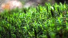 Европейска агенция да проверява дейностите в горите предлагат екоактивисти