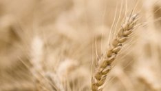 Световният пазар на пшеница се изправя пред момента на истината
