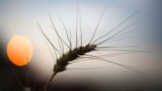 Руският износ на зърно остава стабилен, но може би не за дълго