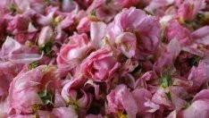 Производителите на розово масло се обявиха срещу нерегламентираните практики