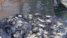 Още три рибарски групи са готови със стратегиите си за местно развитие