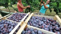 България ще плати на Брюксел 30 млн. евро заради нарушенията по САПАРД