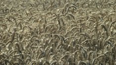 В. Симов: Големите количества пшеница притискат цените на световните пазари