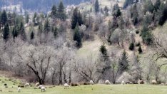 Нов стандарт за управление на горите влиза в сила от 16 август