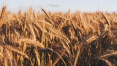 Земеделският министър не очаква скок на цената на хляба предвид реколтата