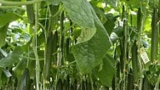 ЕК одобри 2,5 млн. евро компенсации за българските зеленчукопроизводители