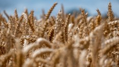 Цените на зърнените стоки по световните борси се раздвижиха в края на август 