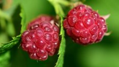 България е трета в Европа по производство на малини