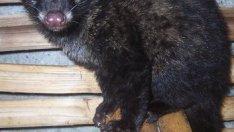 Качеството на най-скъпото кафе в света е застрашено от влошаване