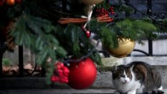 Графика на деня: Битката между борчето и пластмасата