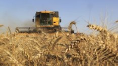 Богата реколта срина цените на житото и нивите
