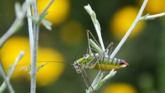 Климатичните промени ще имат опустошителен ефект върху реколтата