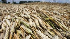 Около 60 хил. декара са изцяло пропадналите площи със зърно