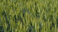 ЕС понижи прогнозите за реколтата, за България очакванията са добри