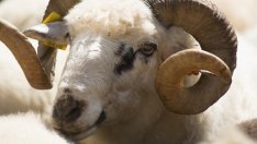 Фермерите ще ползват етикети за планински продукт от 2019 г.