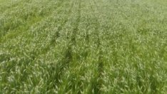 Пожарите като начин за нелоялна битка между фермерите