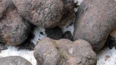 Фестивал на трюфела събра €307 хил. 