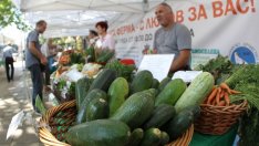 Фермери продават успешно български краставици на румънския пазар